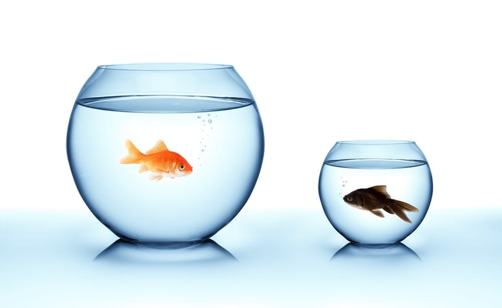 Two fishbowls one on the left larger with a goldfish the one on the right much smaller with a black fish